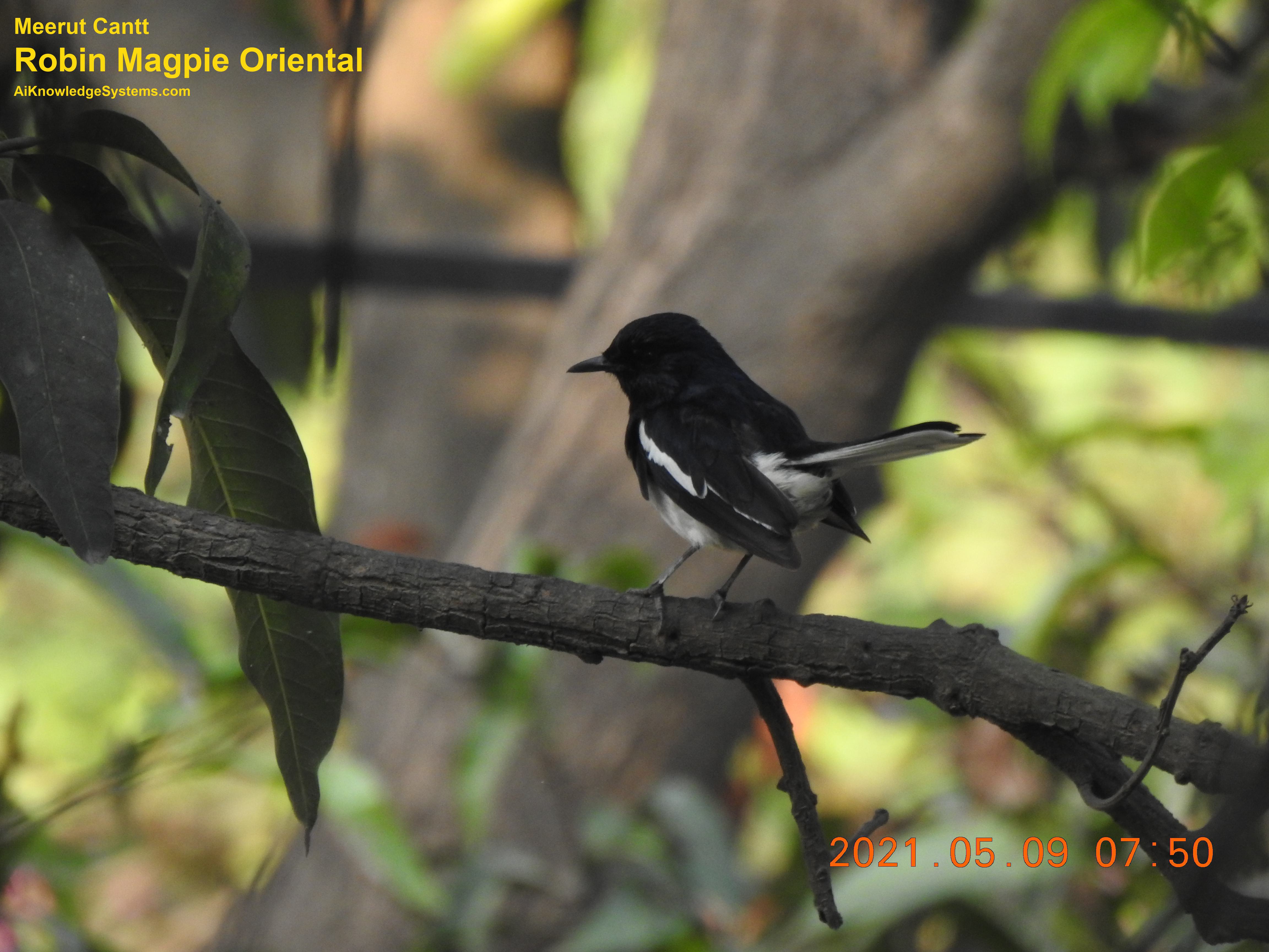 Magpie Robin (45) Coming Soon